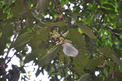 Otonephelium stipulaceum